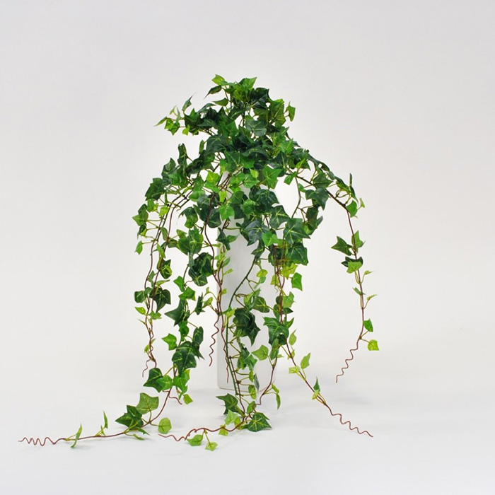 ivy