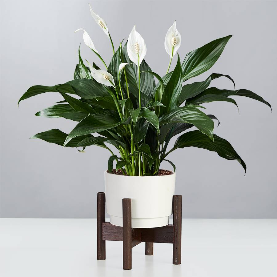 peace lily