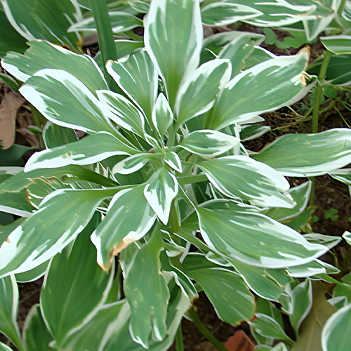 برگ آلسترومریا
