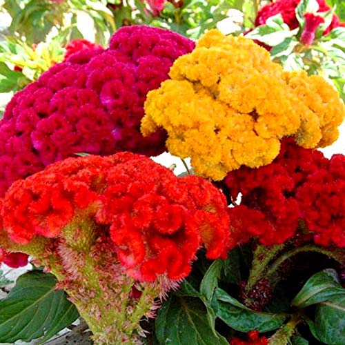 تاج خروس