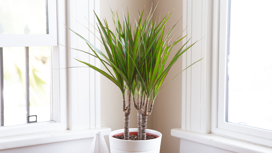 Compact Dragon Tree