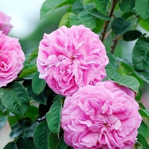 گل محمدی