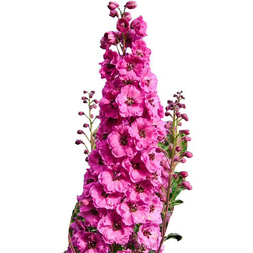 دلفینیوم (زبان در قفا)