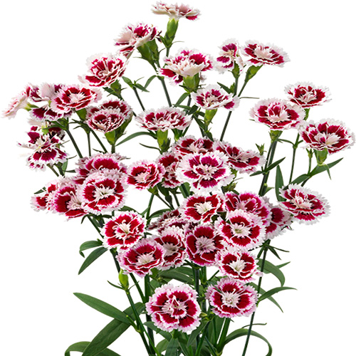 میخک شاخه‌ای