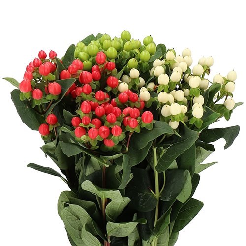 راعی (هوفاریقون)