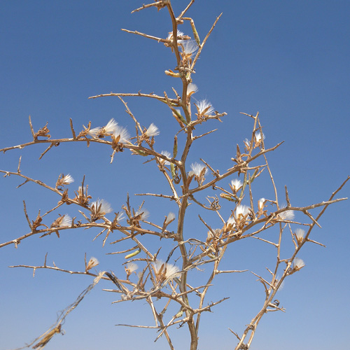 جزه