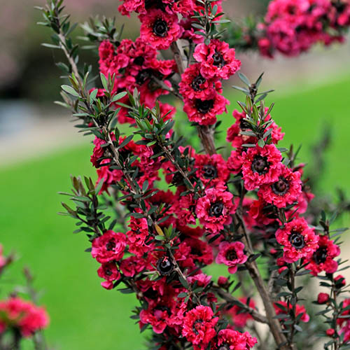چای زینتی (چای ترش)