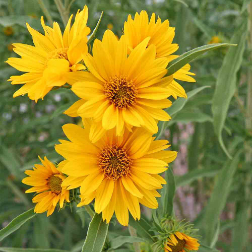 گل آفتابگردان مکزیکی