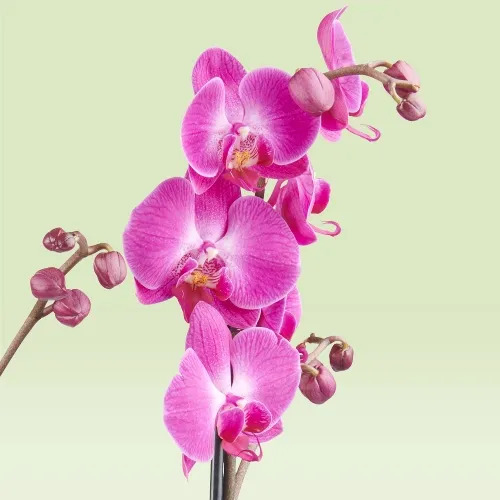 گل ارکیده