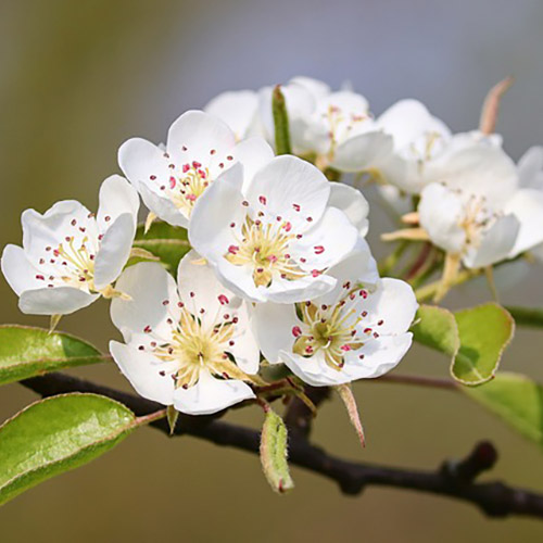 شکوفه گلابی