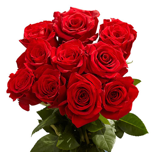 رز هلندی