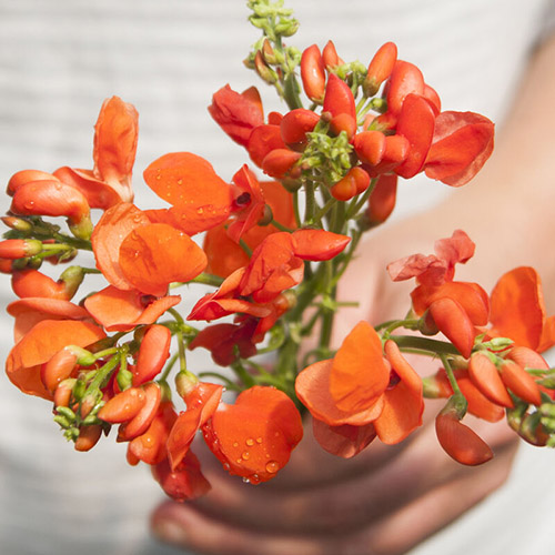 لوبیای زینتی