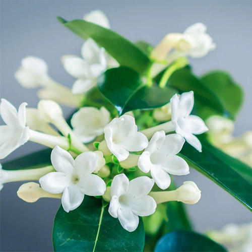 یاسمن