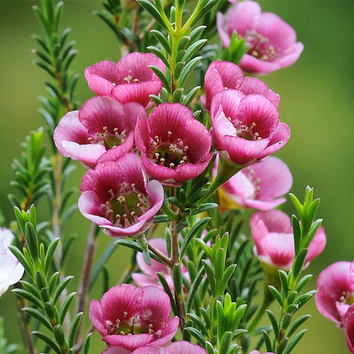 گل مومی