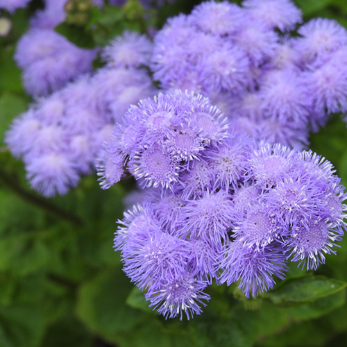 ابری ageratum