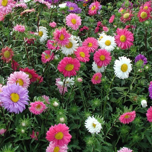 گل استر (مینا)