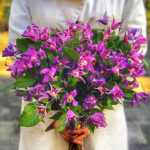 کلماتیس