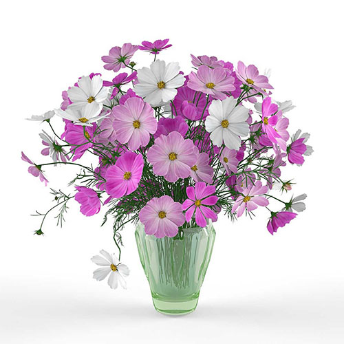 ستاره‌ای (شاه اشرفی)