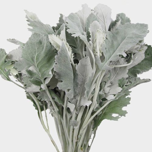 برگ ابری نقره ای