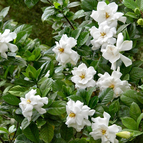 گاردنیا