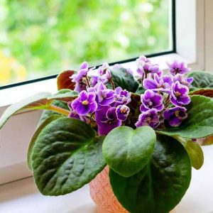 African violet