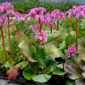 Bergenia