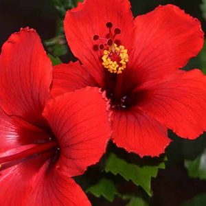 Chinese hibiscus