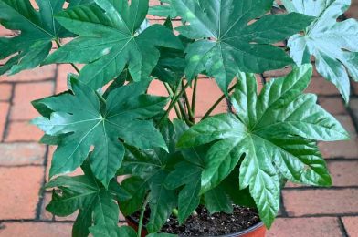 آرالیای ژاپنی Fatsia