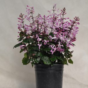 PLECTRANTHUS