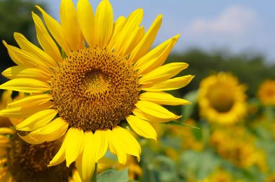 گل آفتابگردان Sunflower