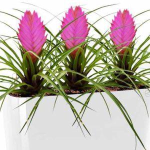 Tillandsia