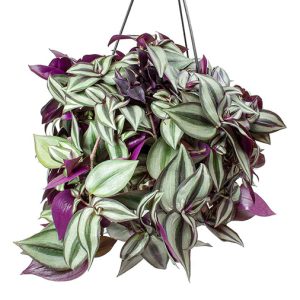 Wandering Jew