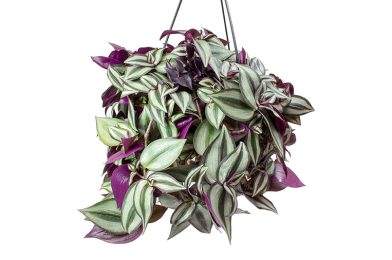 برگ بیدی Wandering Jew