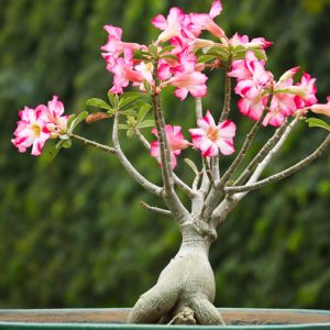 adenium