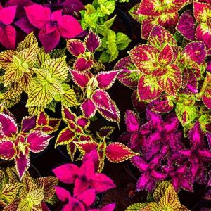 coleus blumei