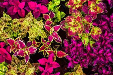 حسن یوسف coleus blumei