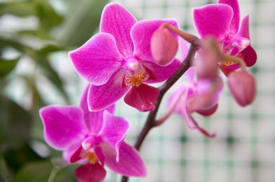 ارکیده orchid