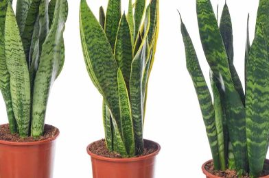 سانسوریا sansevieria