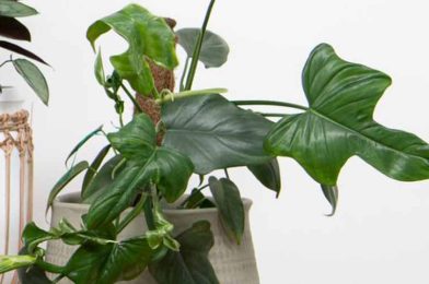 فیلودندرون برگ انجیری Fiddle-Leaf Philodendron