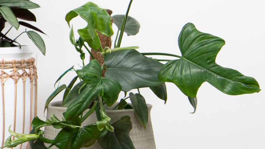 Fiddle-Leaf Philodendron