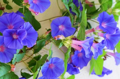 نیلوفر پیچ Ipomoea tricolor