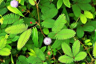 گل قهر Sensitive plant