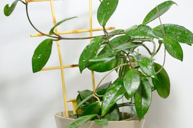 هویا Wax plant